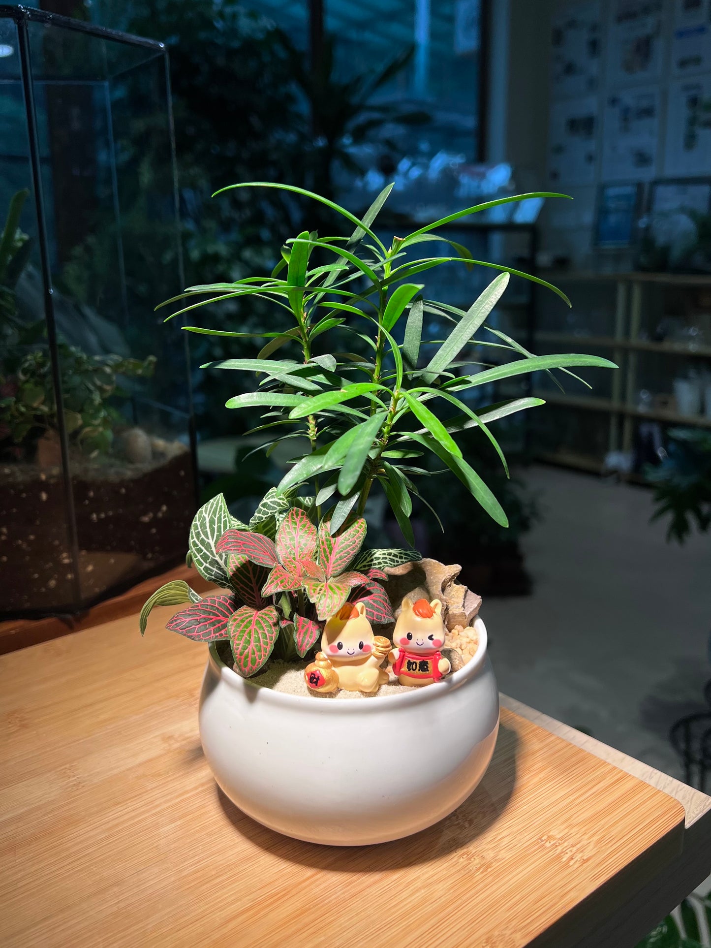 Fittonia with Podocarpus Arrangement in White Ceramic Bowl Pot