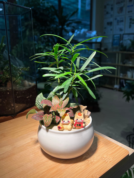 Fittonia with Podocarpus Arrangement in White Ceramic Bowl Pot