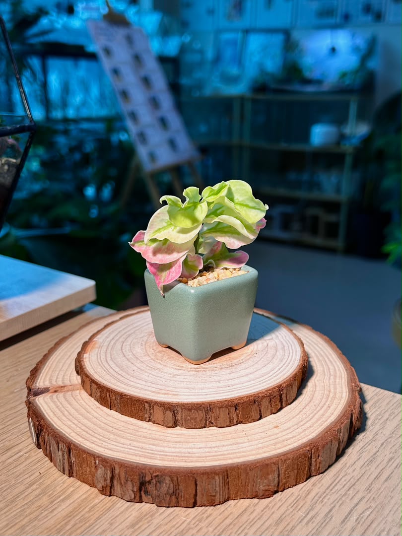 Bird Flower (小鸟花) Euphorbia Tithymaloides in Textured Matte Ceramic Pot