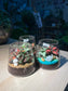 Door Gift - Indoor Plant Terrarium in Fuji Glass (10pcs/set)