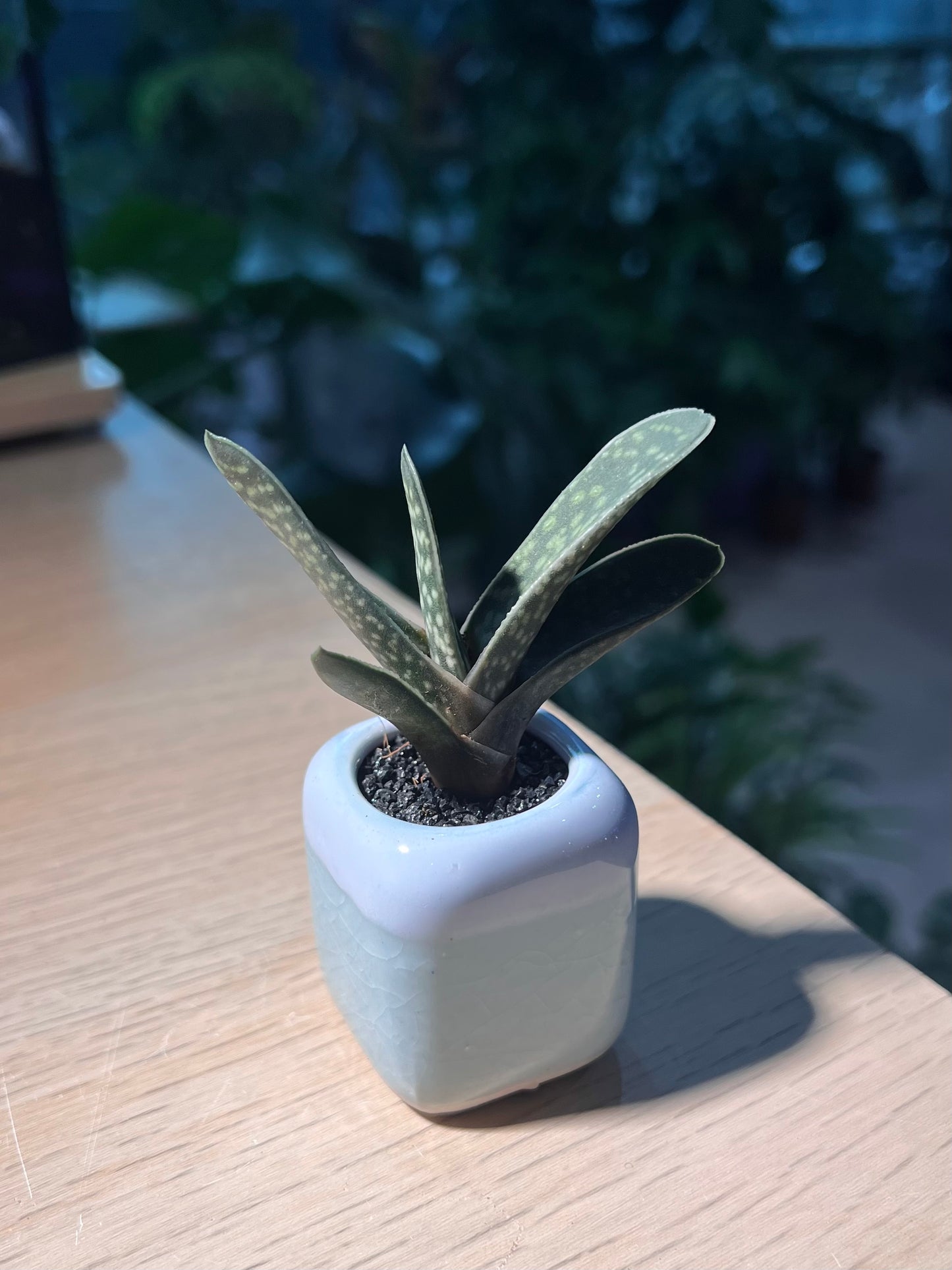 Variegated Gasteria in Small Square Blue Ceramic Pot