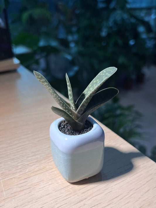 Variegated Gasteria in Small Square Blue Ceramic Pot