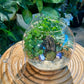 Fittonia and Fern in Round Glass Terrarium