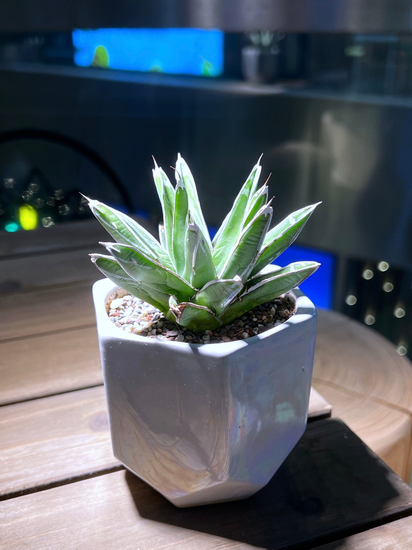 Agave Victoria in Creative Design Pot