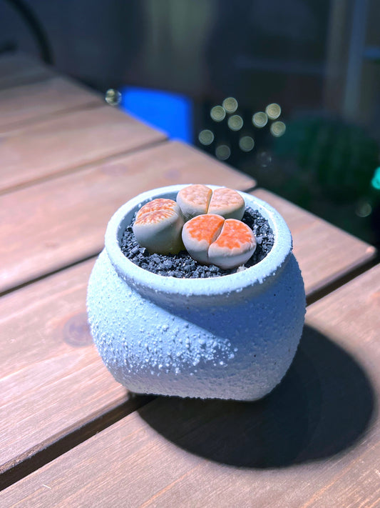 Lithops in Matt Textured Claypot