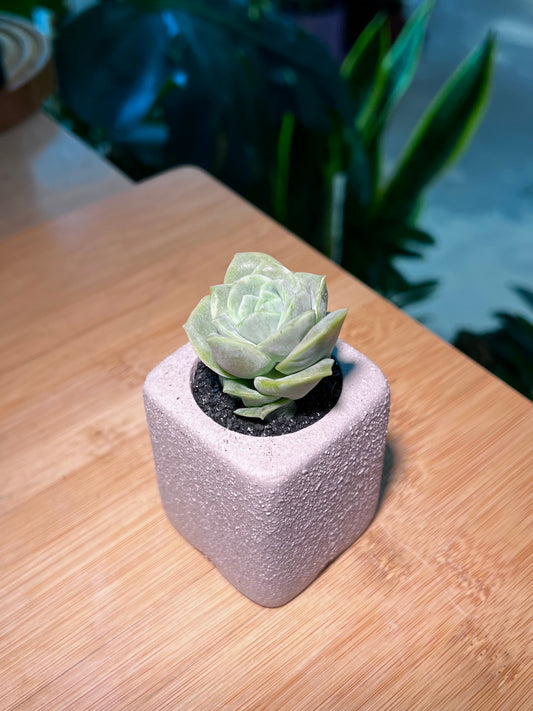 Graptoveria Lovely Rose in Light Grey Ceramic Pot