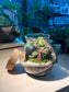 Fittonia with Moss (Indoor Plant) Arrangement in Round Covered Glass (S)