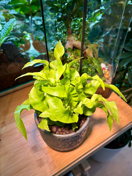 Asplenium Scolopendrium in Charming Pot
