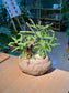 Mimosa Pudica (叶下珠) Phyllanthus Urinaria (Bonsai) Arrangement in Faux Stone Pot