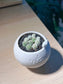 Mammillaria Gracilis (Cactus) in Birdie Ceramic Pot