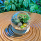 Fittonia and Fern in Round Glass Terrarium