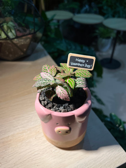 Fittonia in Piggie Pot with Blackboard
