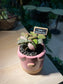 Fittonia in Piggie Pot with Blackboard