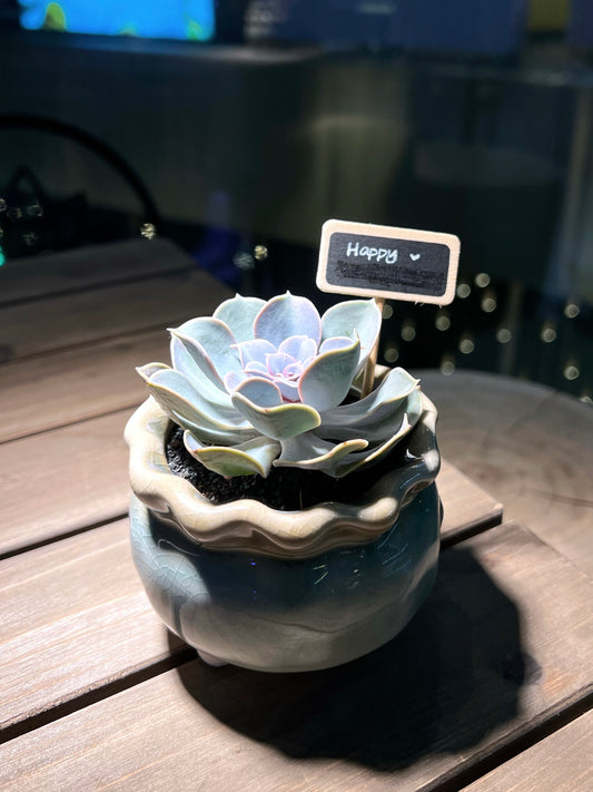 Echeveria Lilacina in Baby Blue Petal Edge Ceramic Pot