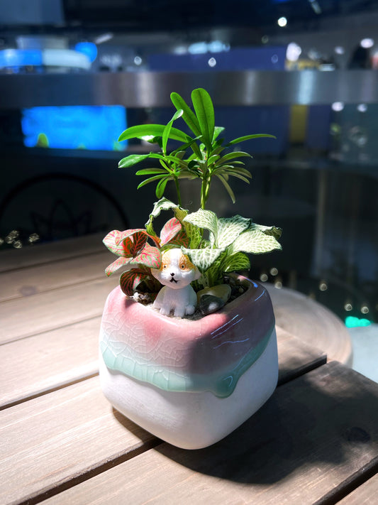 Fittonia & Podocarpus Macrophyllus Arrangement in Tricolor Square Ceramic Pot