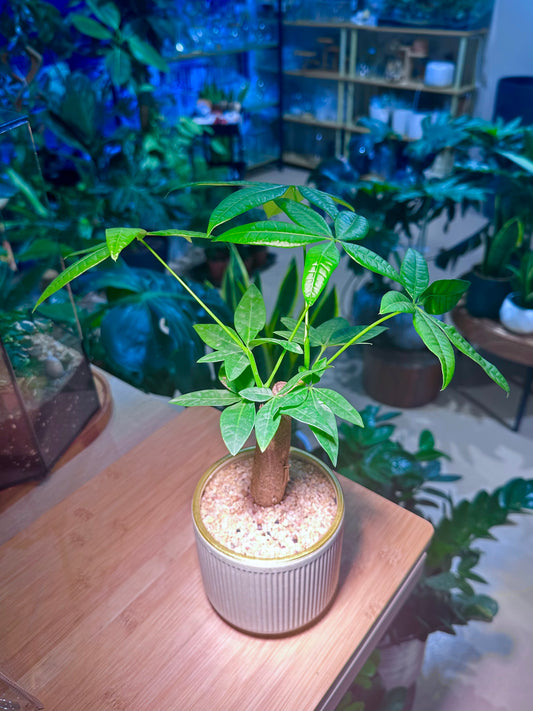 Pachira in Tall Cylindrical Ceramic Pot