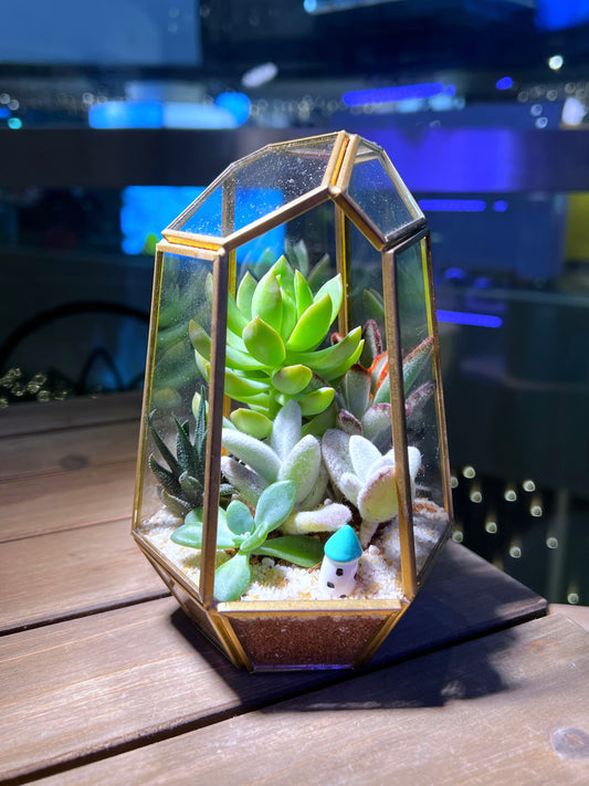 Succulent Arrangement in Golden Frame Tall Polygonal Terrarium