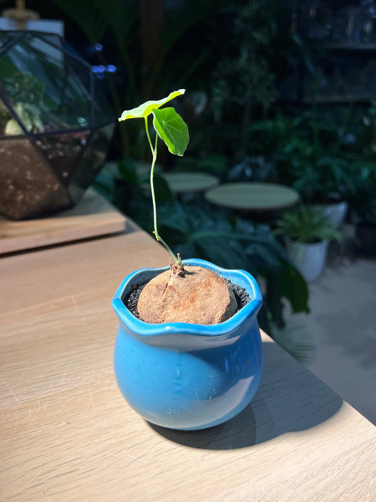 Stephania in Ceramic Pot