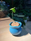 Stephania in Ceramic Pot