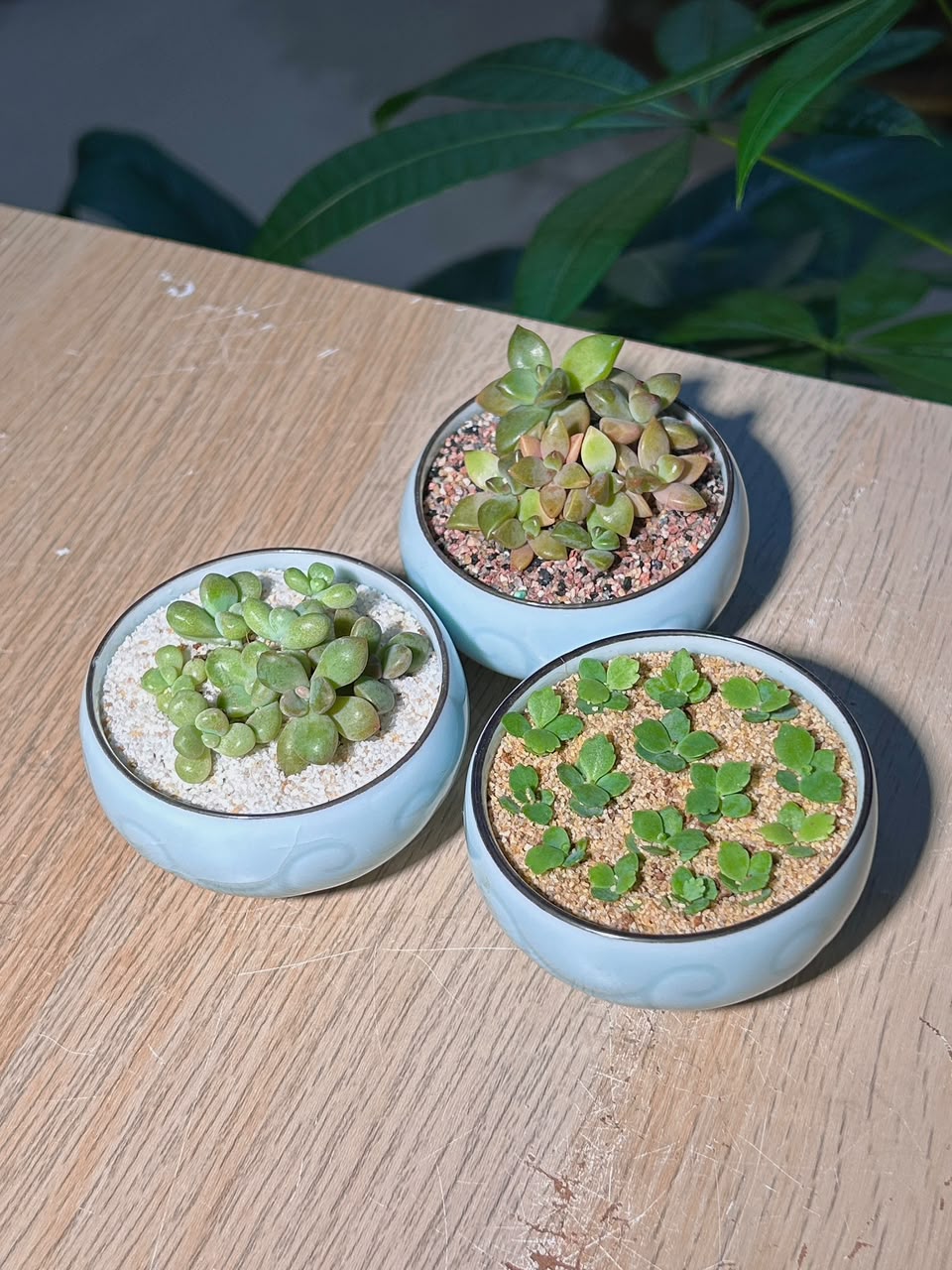 Door Gift - Succulent (多肉植物) in Cloud Glazed Pot