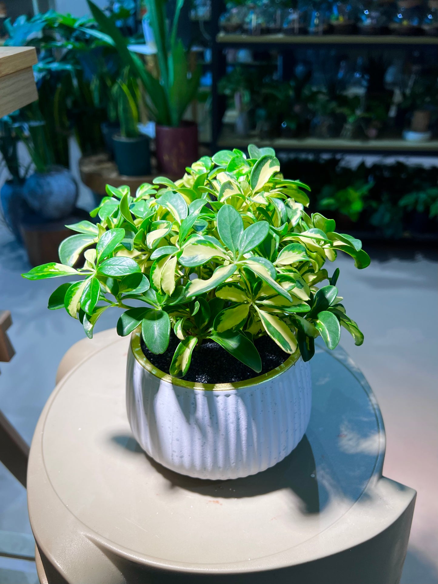 Variegated Umbrella Plant in Pattern Designer Ceramic Pot