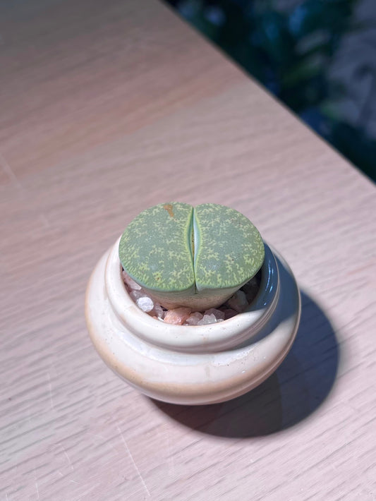 Lithop (生石花) in Small Spinning Top Ceramic Pot