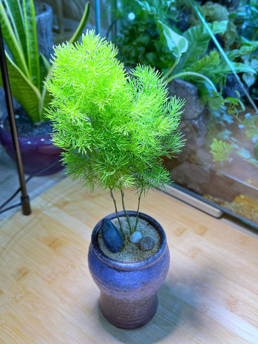 Asparagus Fern in Purple Blueish Ceramic Pot