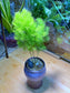 Asparagus Fern in Purple Blueish Ceramic Pot