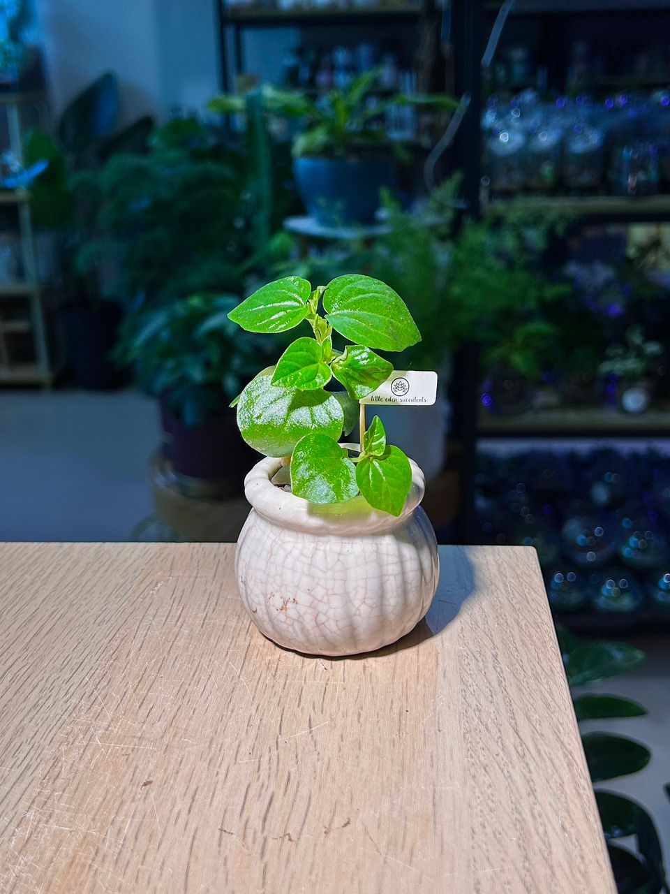 Peperomia Pellucida (草胡椒) in White Glazed Ceramic Pot