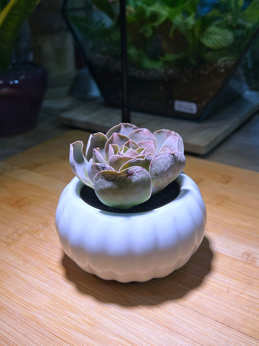 Mountain Rose in Pumpkin 🎃 Ceramic Pot