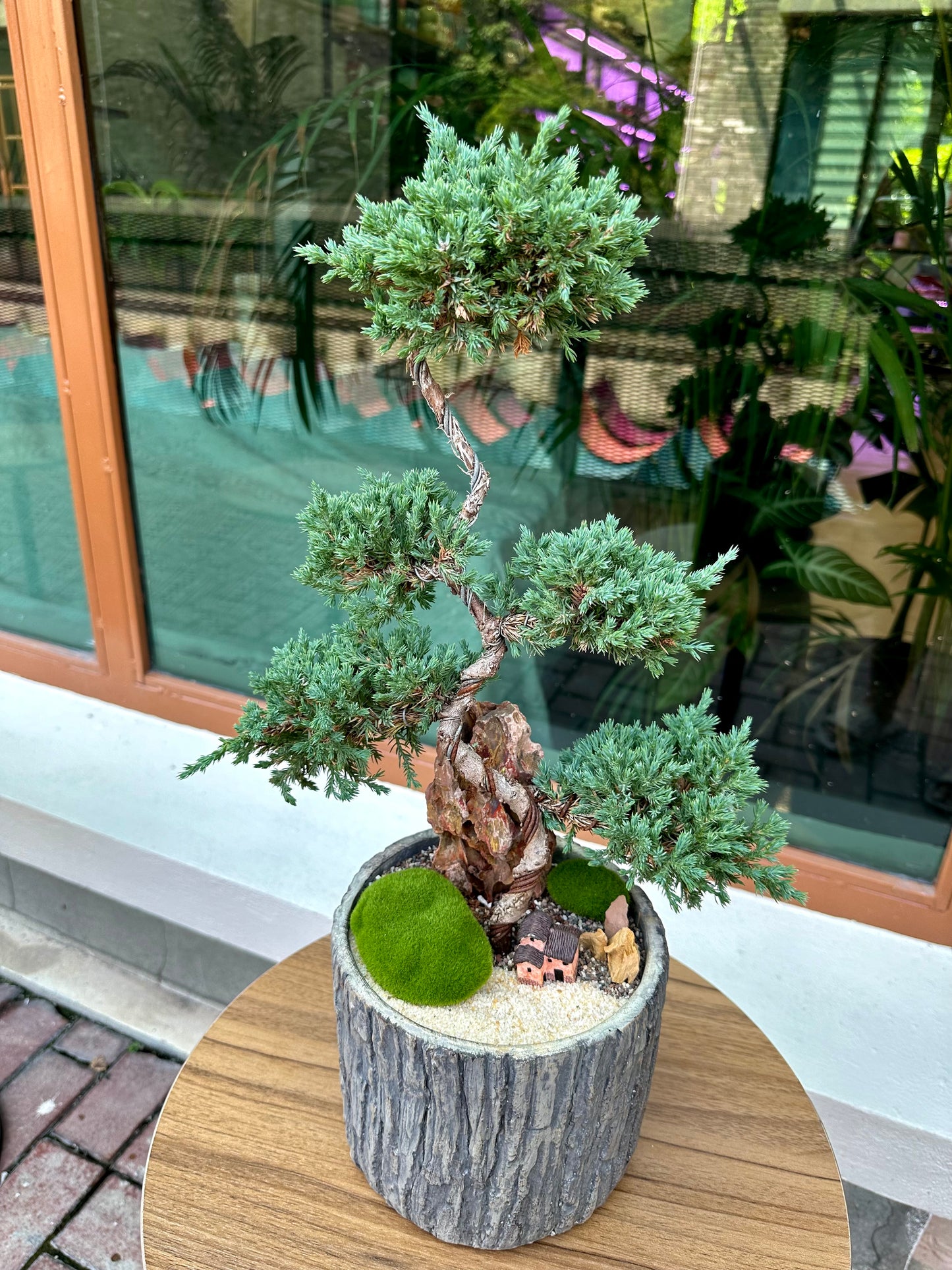 Podocarpus Macrophyllus in Designer Tree Stump Pot