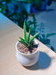 Snake Plant (虎尾兰) in Small White Belly Ceramic Pot