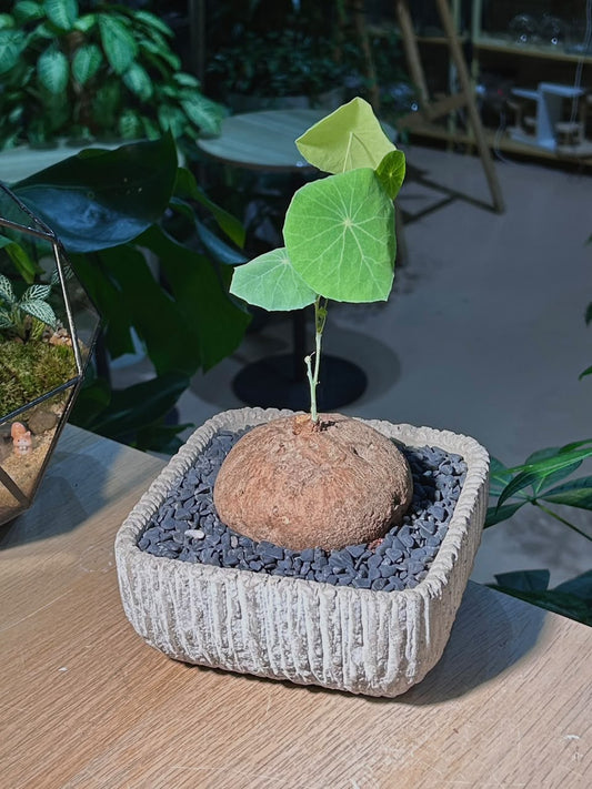 Stephania (ε±±δΉιΎ) in Grey Textured Pot