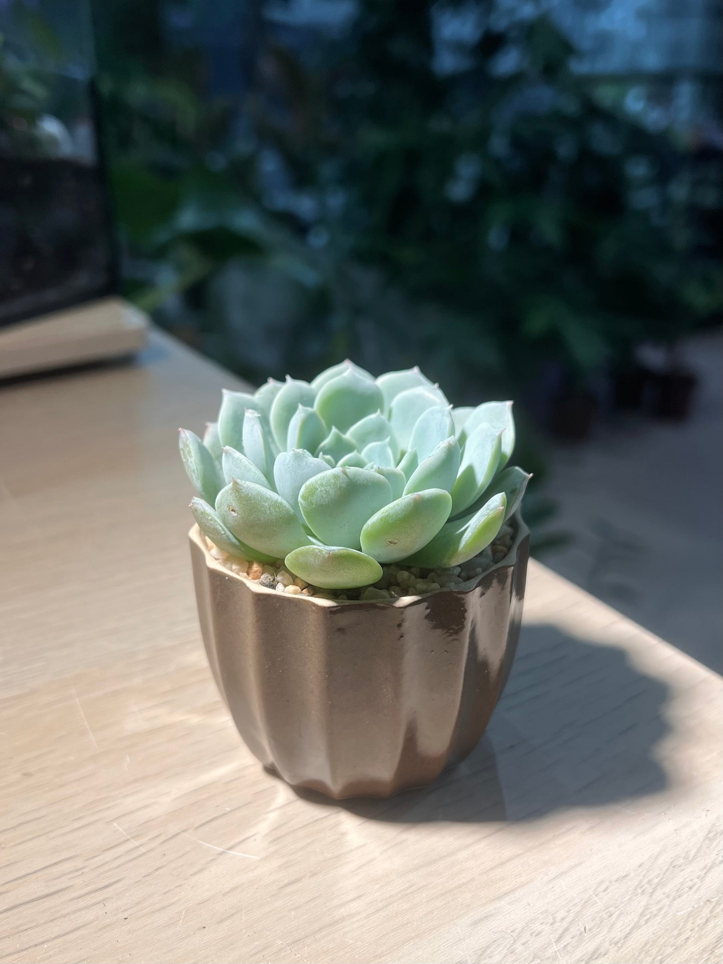 Echeveria Elegans is Brown Pattern Designed Ceramic Pot