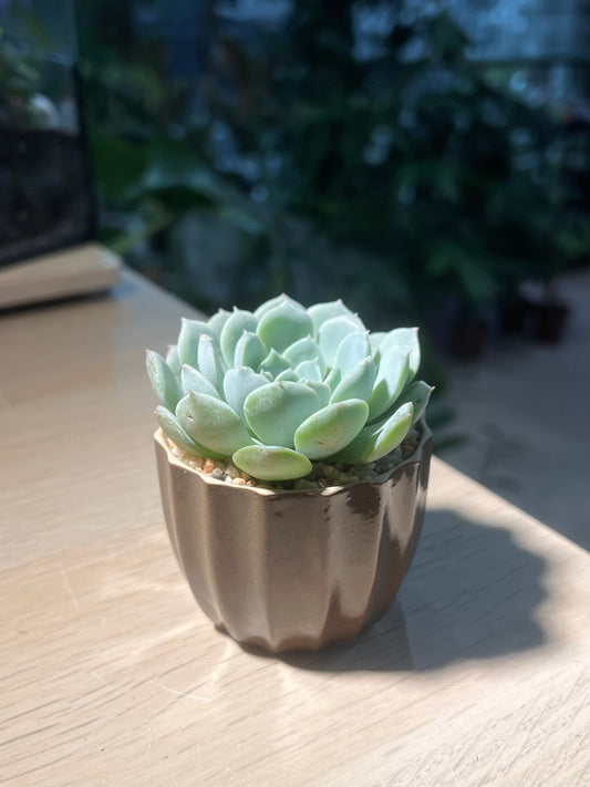 Echeveria Elegans is Brown Pattern Designed Ceramic Pot