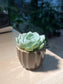 Echeveria Elegans is Brown Pattern Designed Ceramic Pot