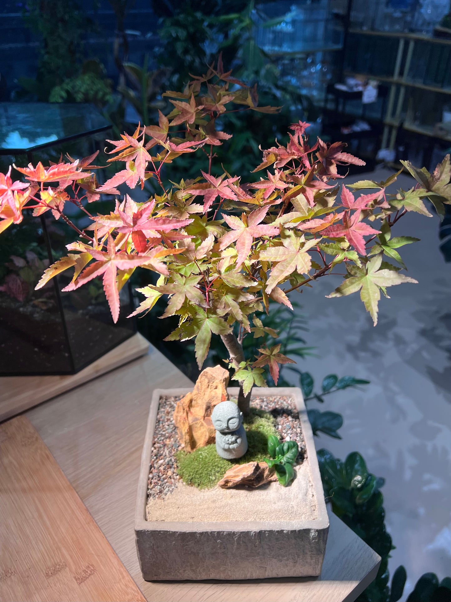 Japanese Maple Tree with Moss Arrangement in Square Concrete Pot