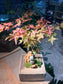 Japanese Maple Tree with Moss Arrangement in Square Concrete Pot