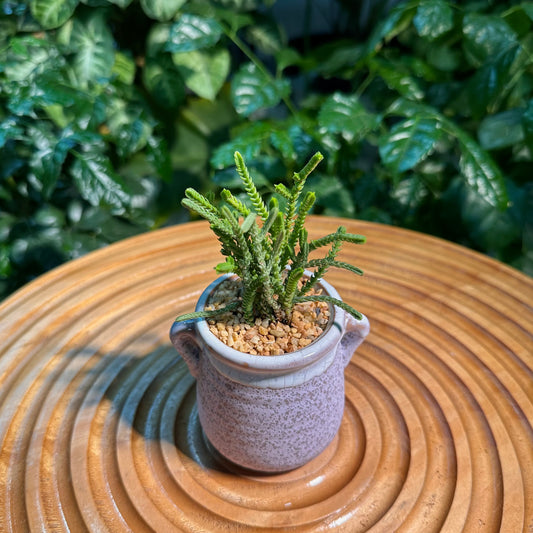 Crassula Muscosa in Purple Matte Designer Pot