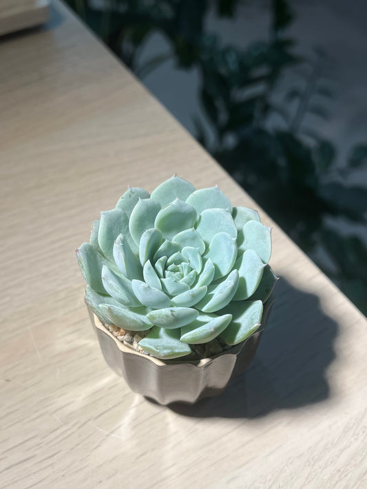 Echeveria Elegans is Brown Pattern Designed Ceramic Pot