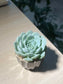 Echeveria Elegans is Brown Pattern Designed Ceramic Pot
