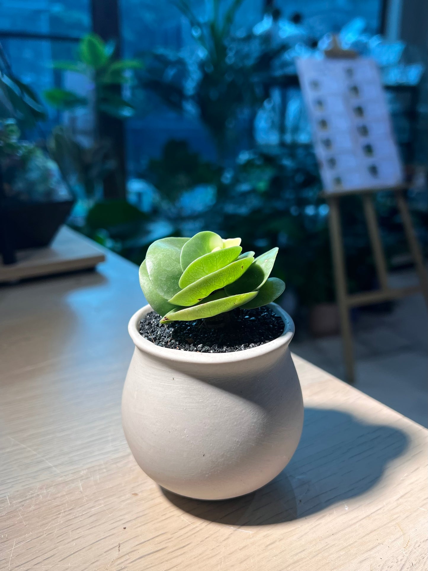 Portulaca Molokiniensis (金钱木) in Matt Textured Claypot