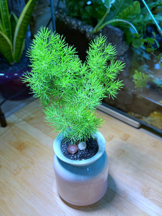 Asparagus Fern in Bicolor Ceramic Pot