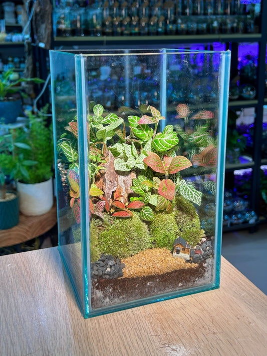 Indoor Plant Arrangement Fittonia (η½ηΊΉθ) in Tall Rectangular Aqua Glass
