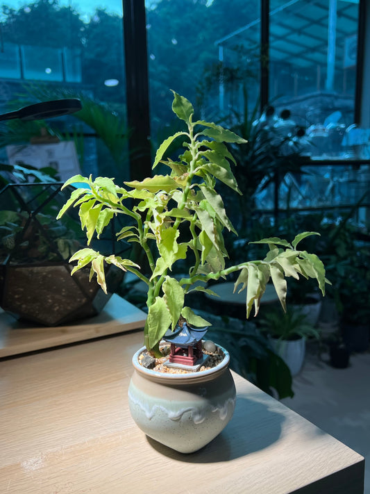 Euphorbia Tithymaloides in Ceramic Pot