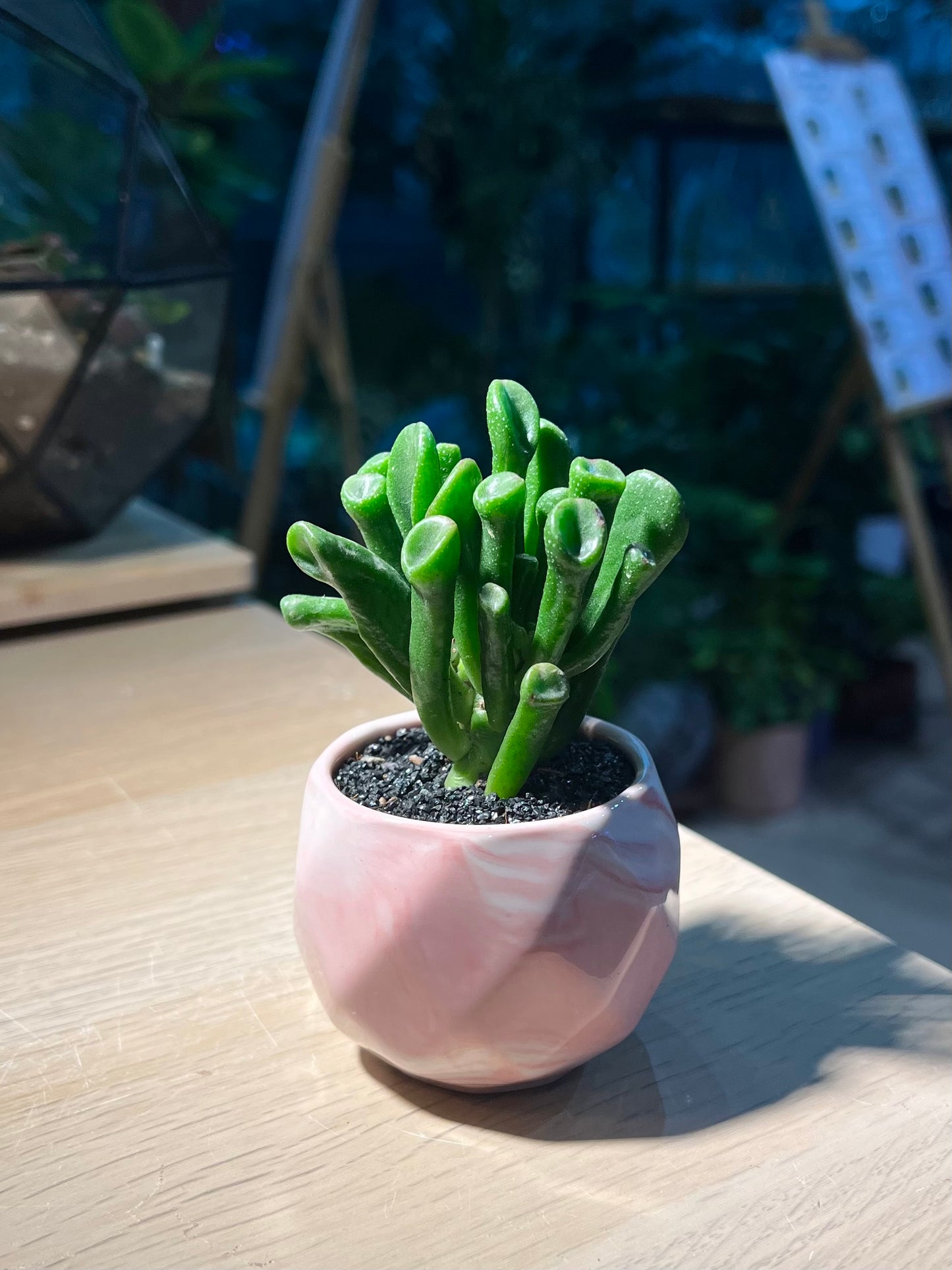 Crassula Ovata 'Gollum’ (吸财树) in Marble Ceramic Pot