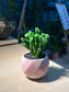 Crassula Ovata 'Gollum’ (吸财树) in Marble Ceramic Pot