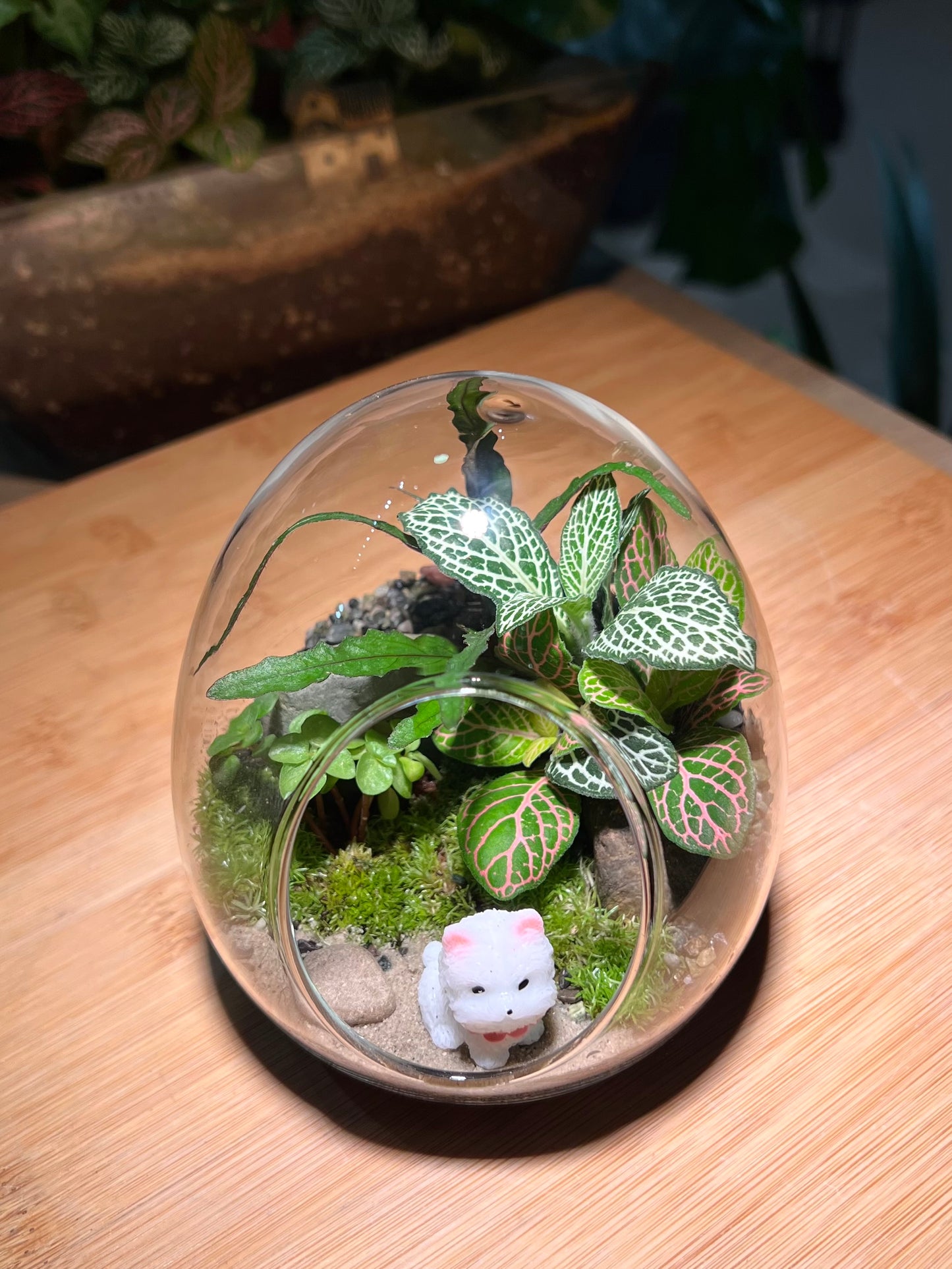 Fittonia and Fern with Moss Arrangement in Eggette Glass (S)