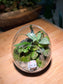 Fittonia and Fern with Moss Arrangement in Eggette Glass (S)