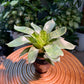 Bromeliad in Blue Designer Pot